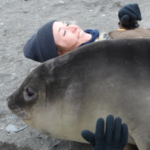 Friendly elephant seal pup on South Georgia Island